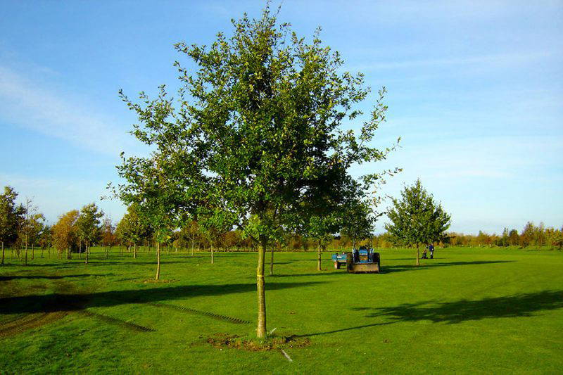 Plan Your Project - Nature First Trees | Semi-Mature Trees