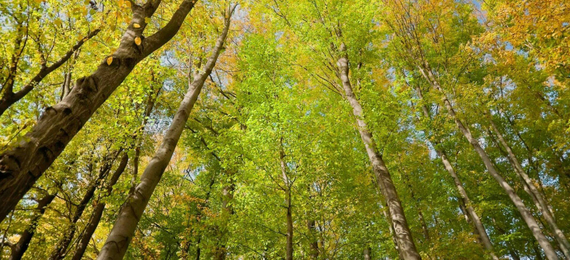 An example of a semi mature tree for sale with Nature First