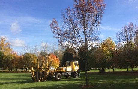 Tree Moving - Nature First Trees | Semi-Mature Trees