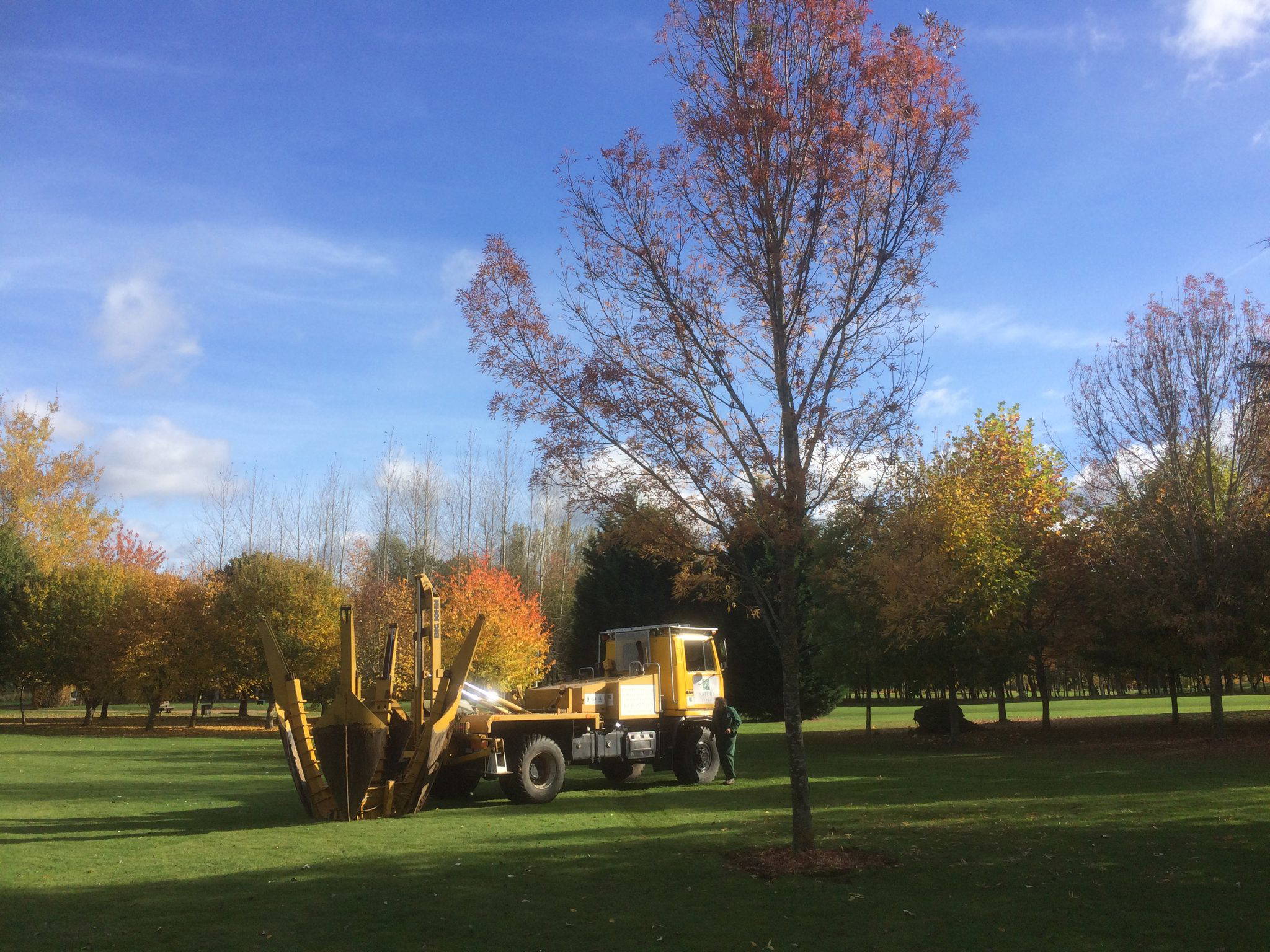 Tree Moving Nature First Trees SemiMature Trees