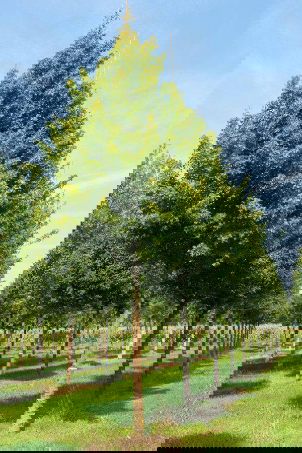 Semi Mature Trees For Sale Nature First Trees