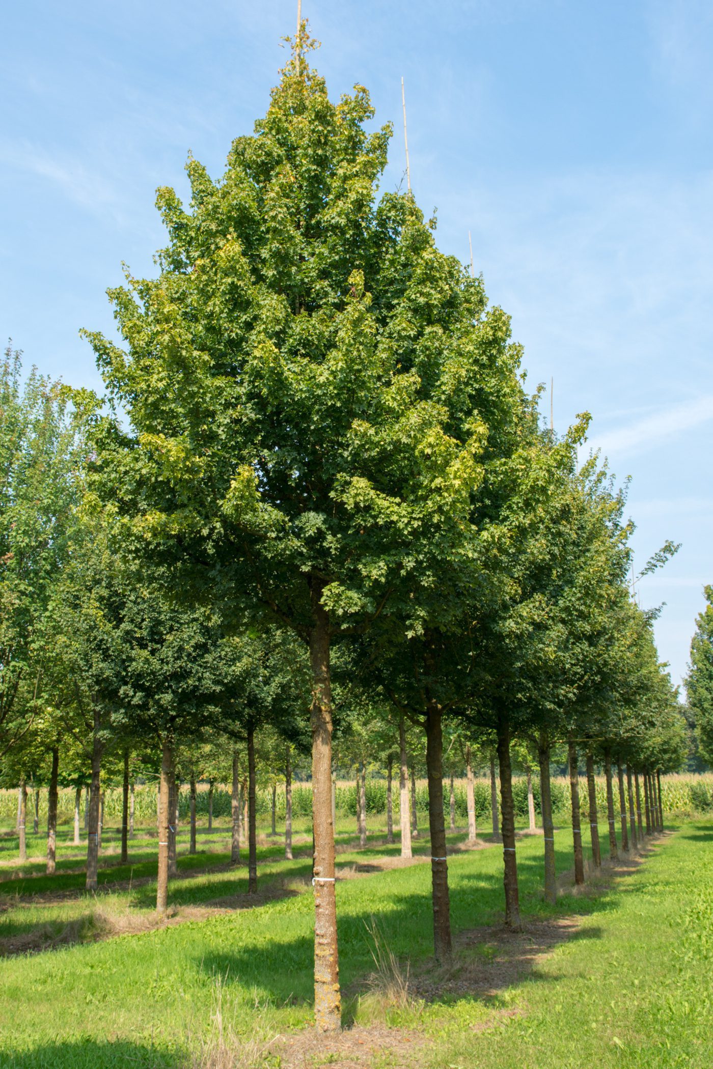 semi mature trees for sale