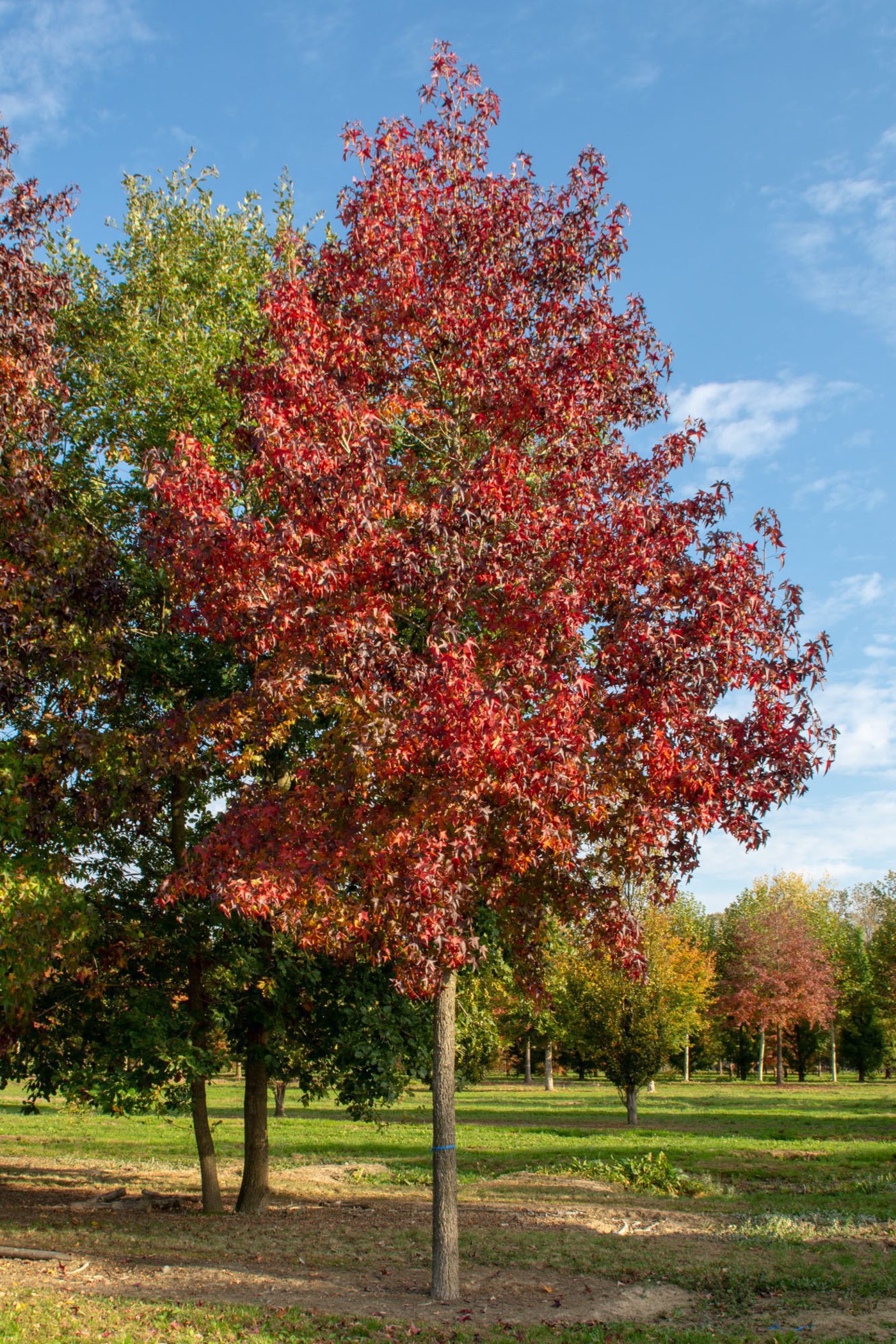 semi mature trees for sale Gloucestershire