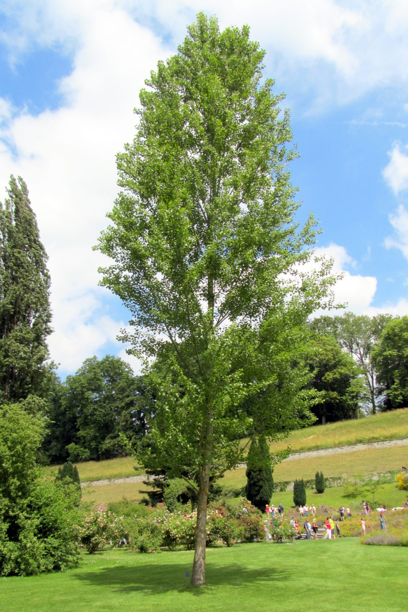 semi mature trees for sale tewkesbury