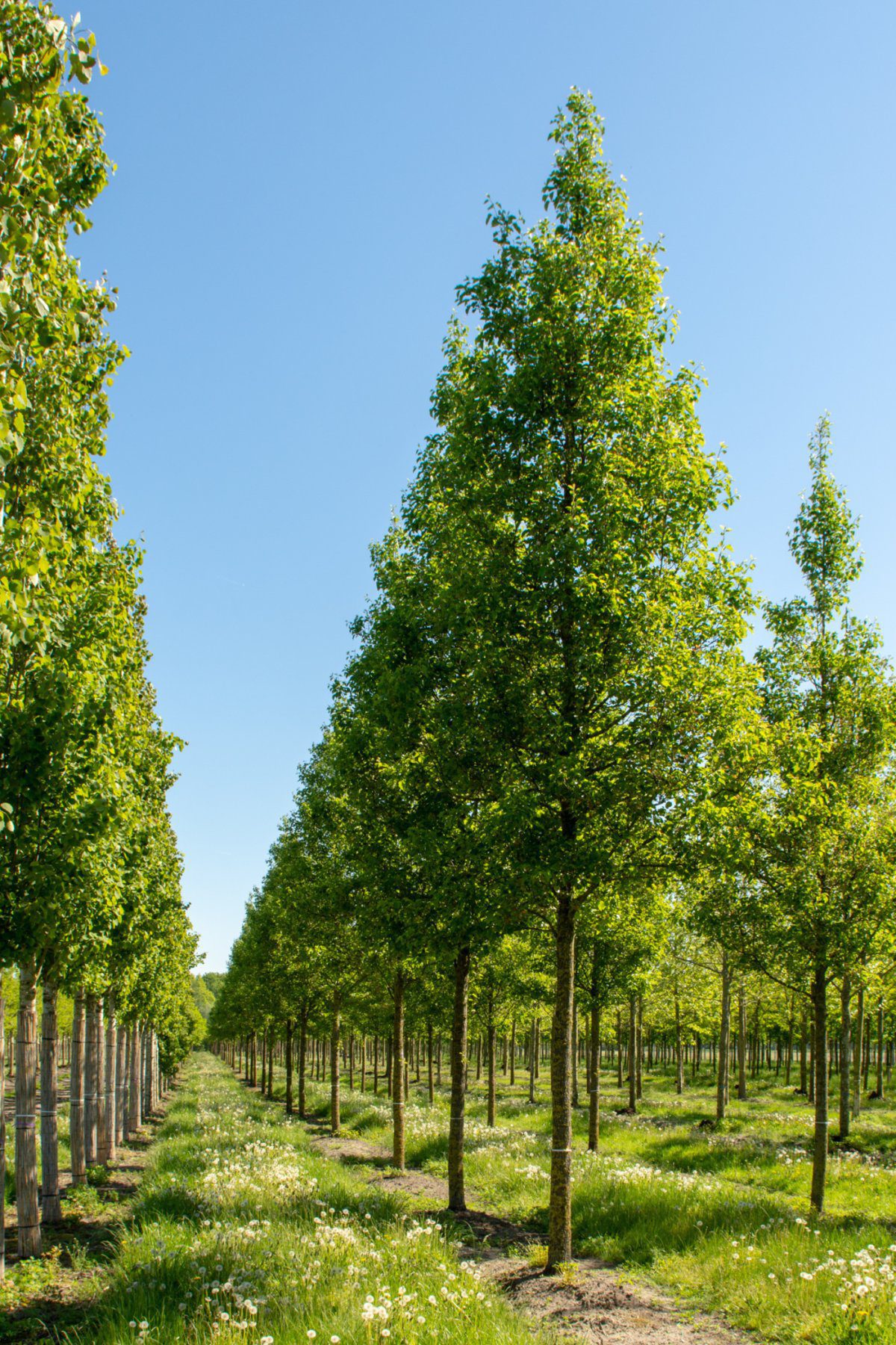 Semi Mature Trees For Sale Nature First Trees
