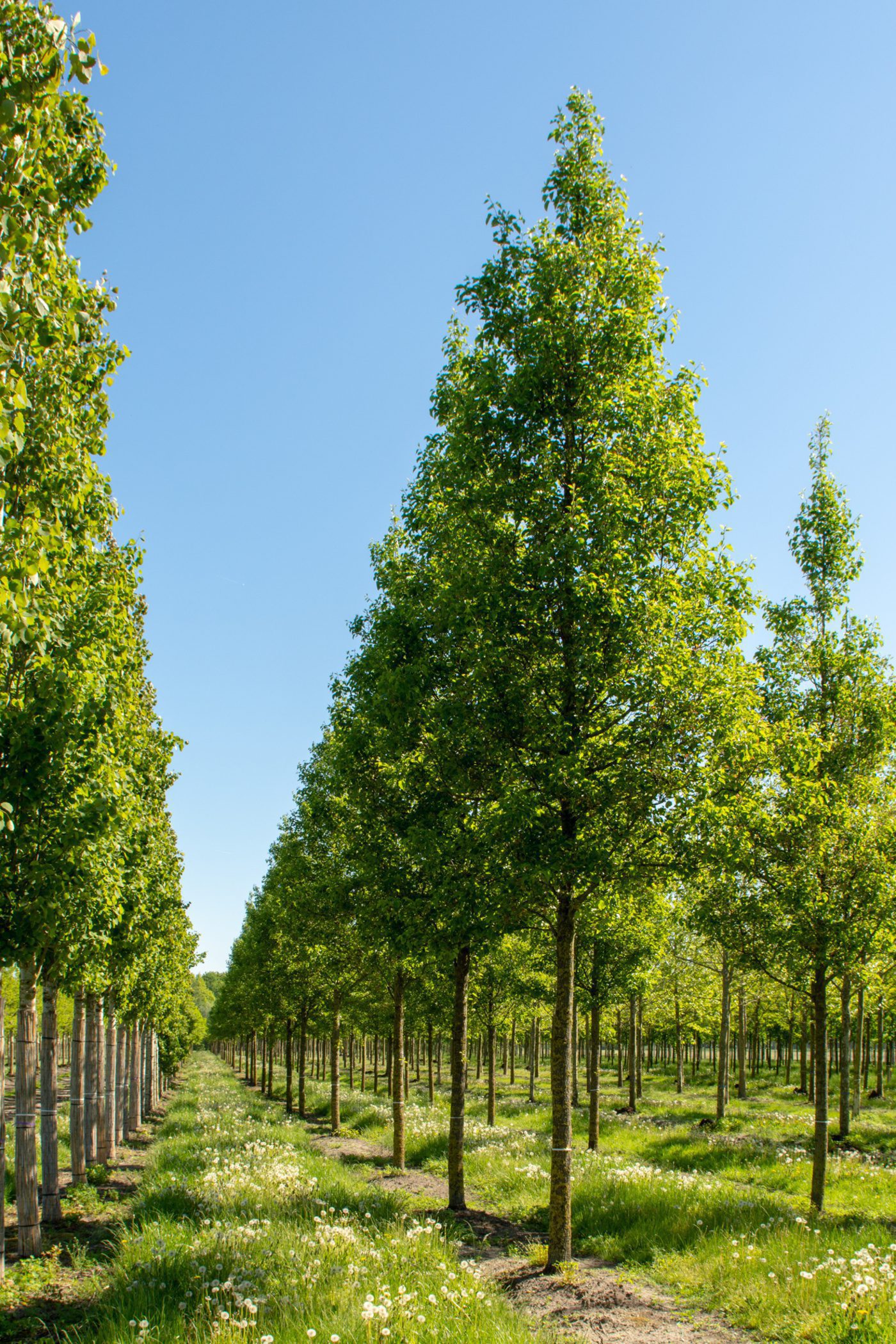 semi mature trees