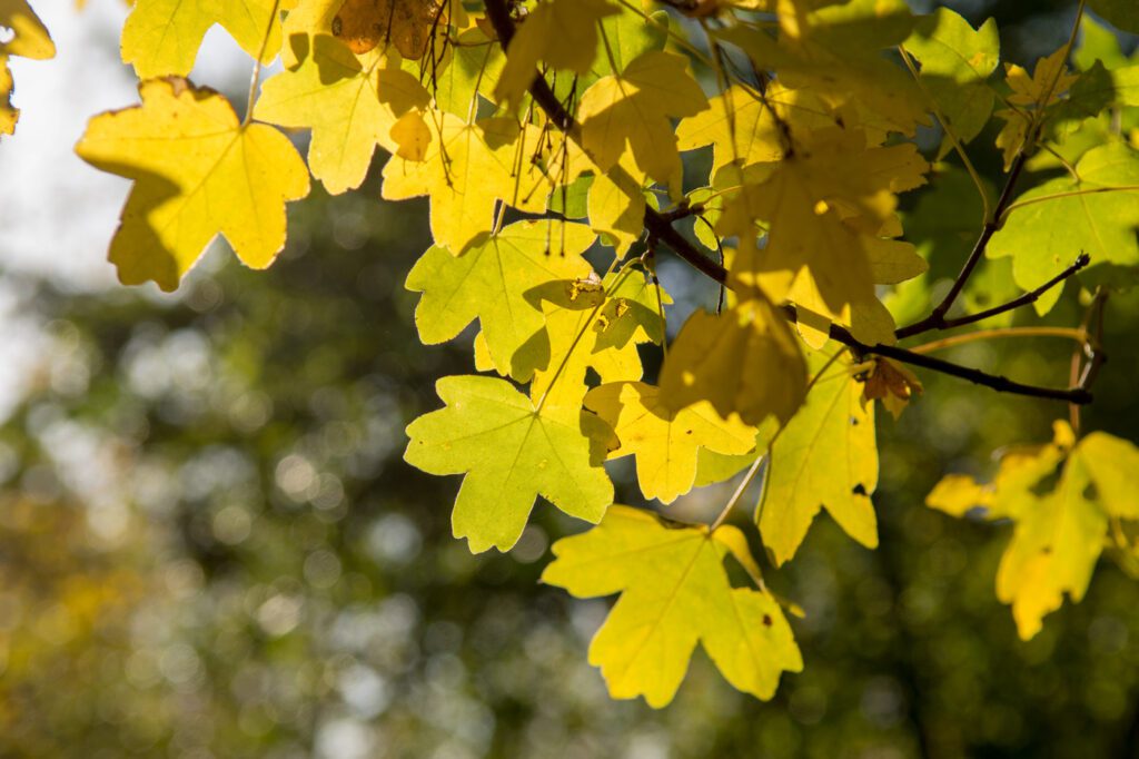 Acer campestre | Field Maple