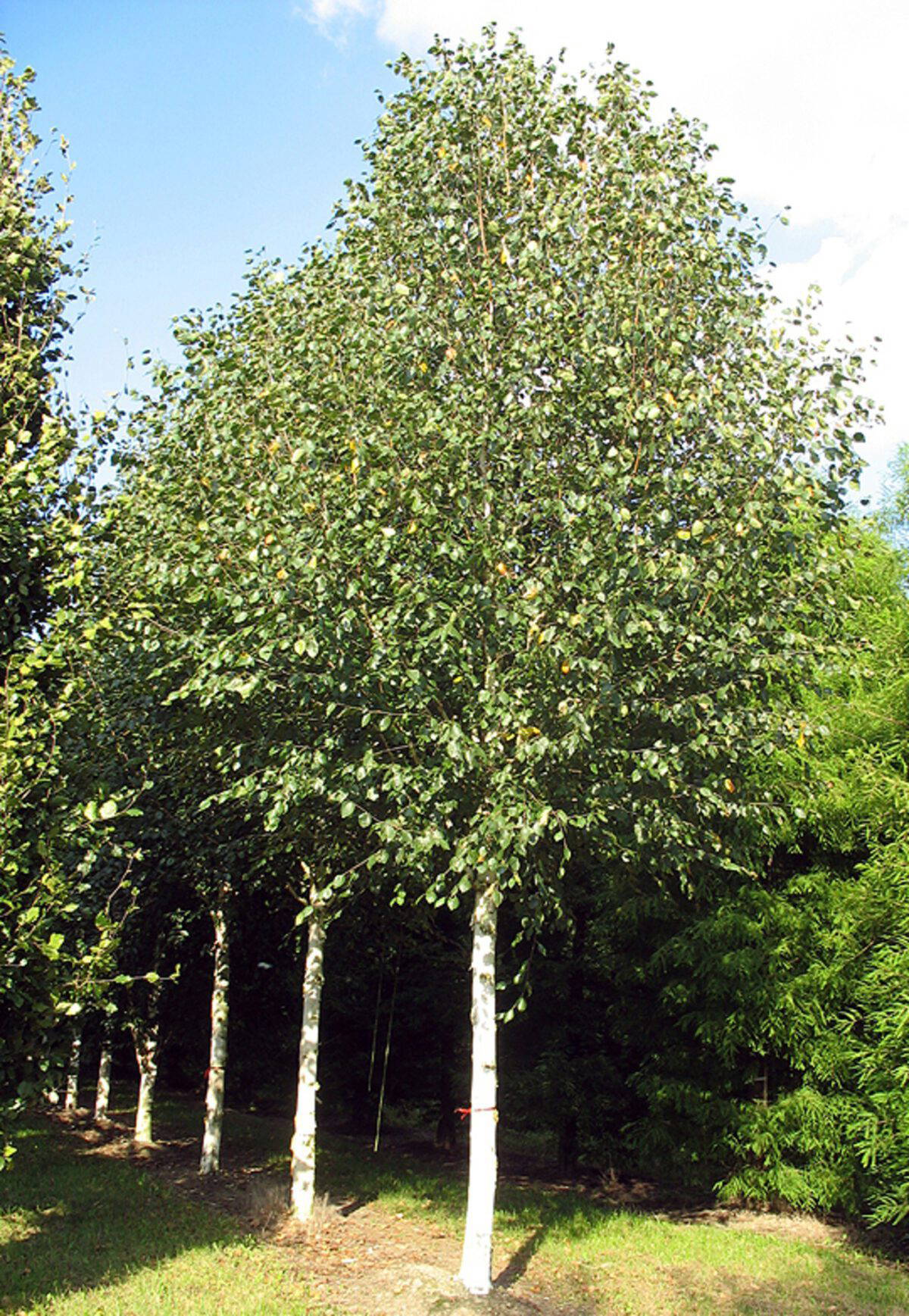 Betula Utilis Var Jacquemontii Nature First Trees Semi Mature Trees betula-utilis-var-jacquemontii-nature-first-trees-semi-mature-trees