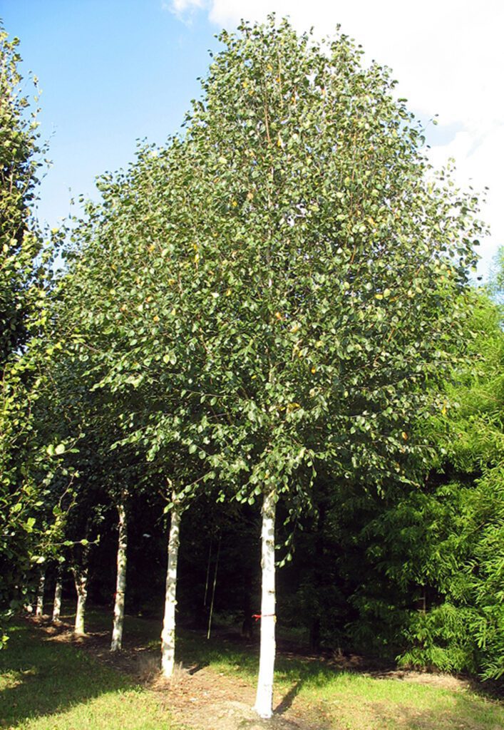 Betula utilis var. Jacquemontii