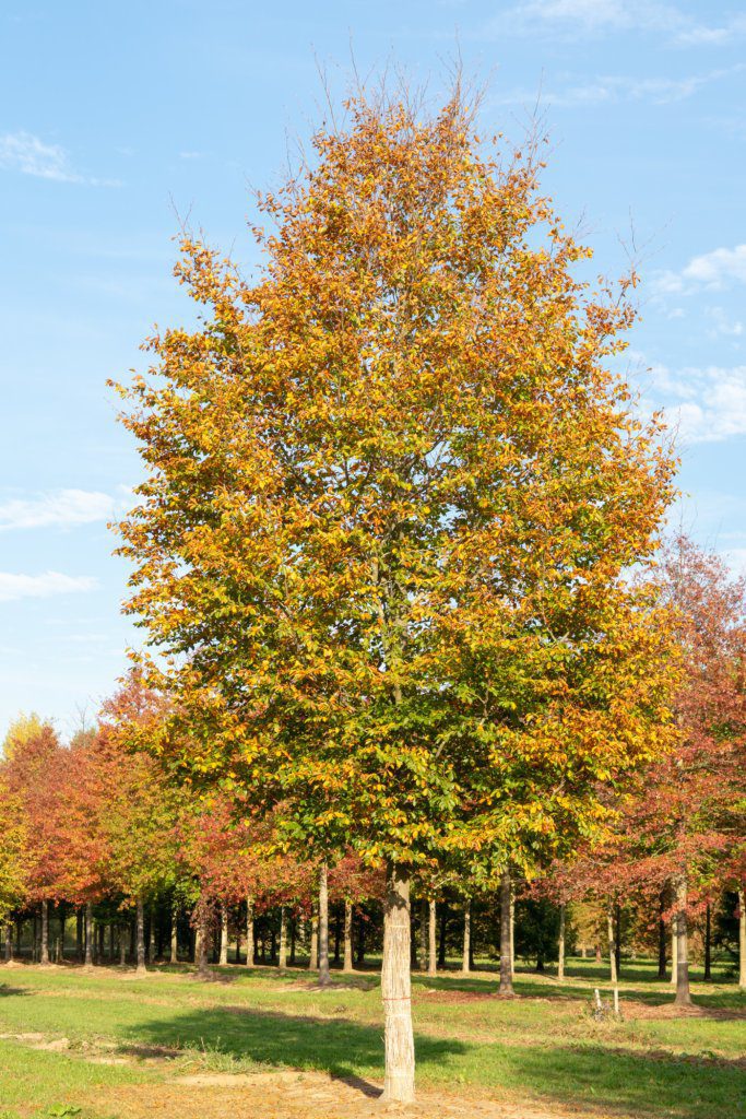 Get a semi mature Oak tree for future generations
