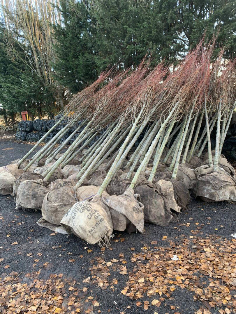 Semi-Mature Tree Supply