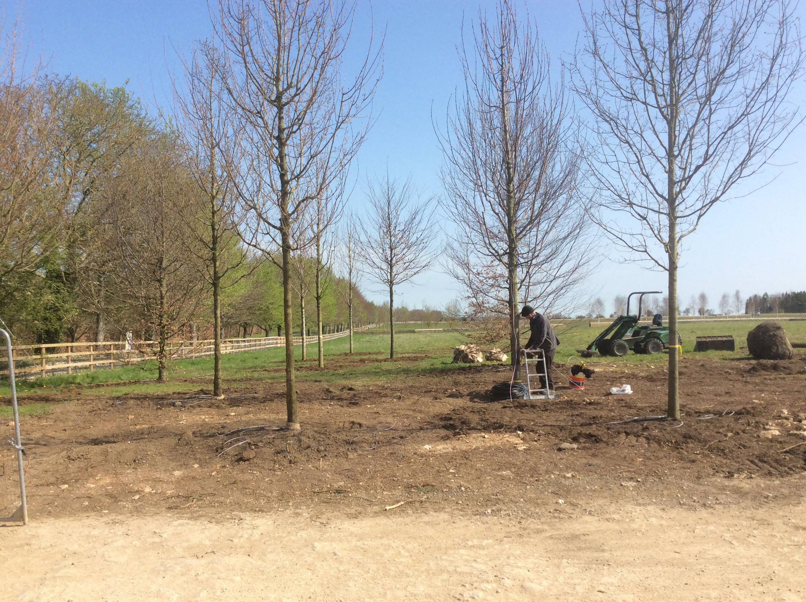 Semi-Mature Tree Planting