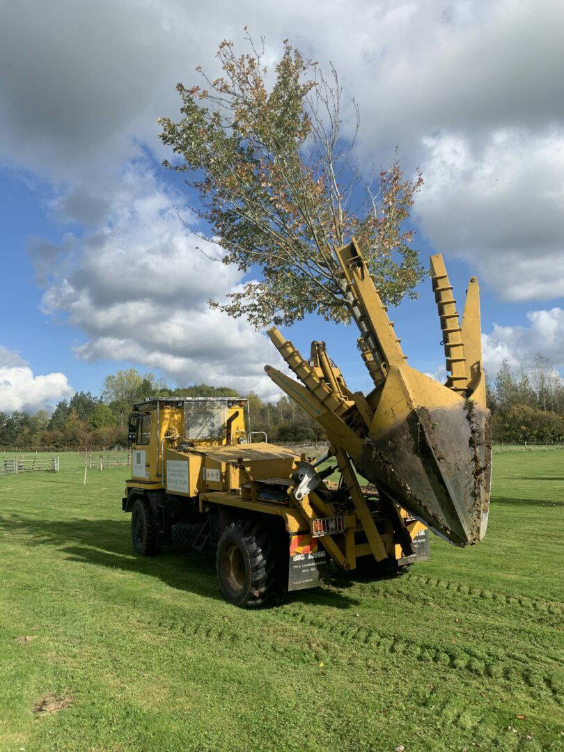 3 Moving Trees photo on home page Semi-Mature Tree Moving