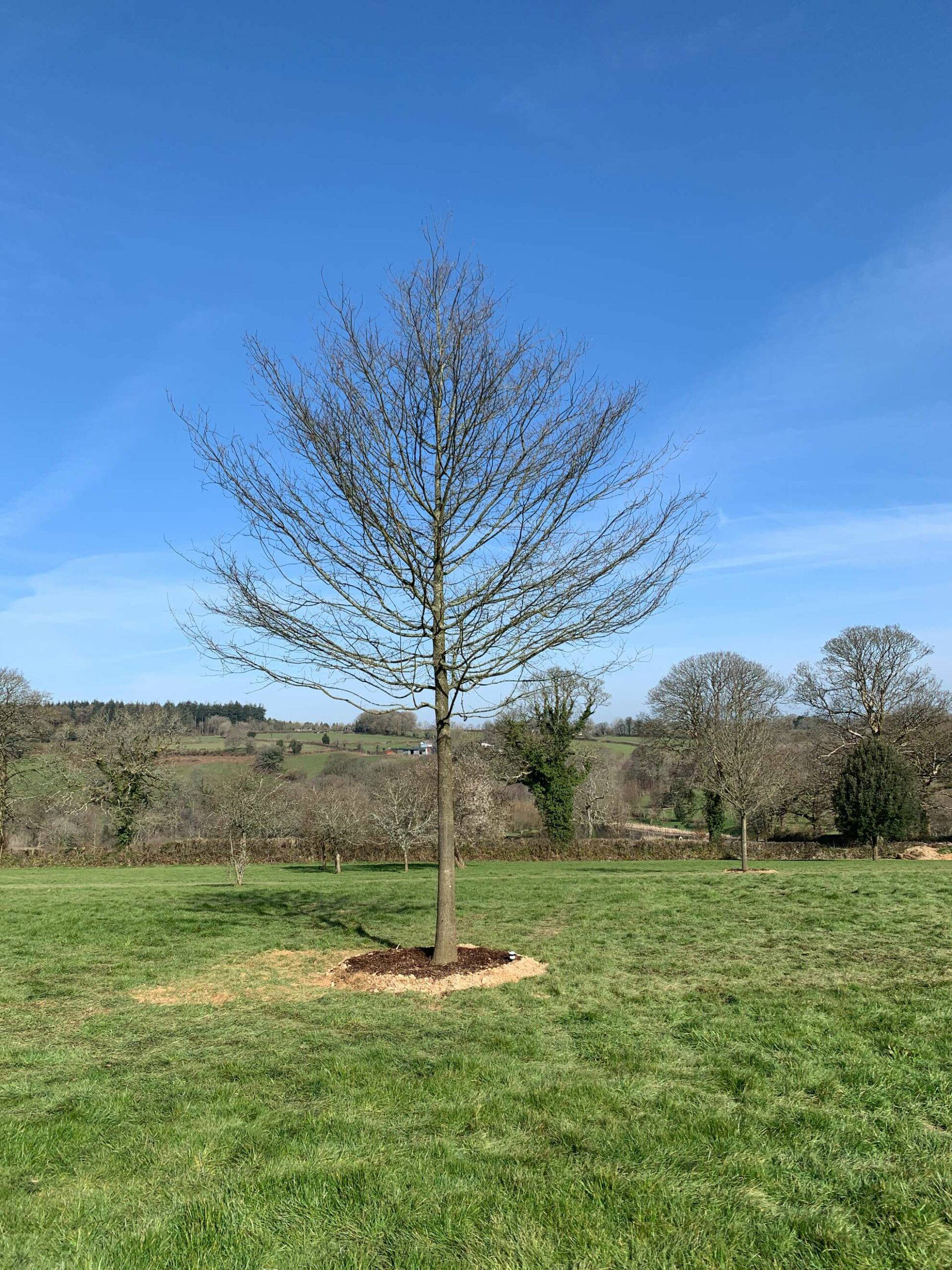 Private estate in Devon - Nature First Trees | Semi-Mature Trees
