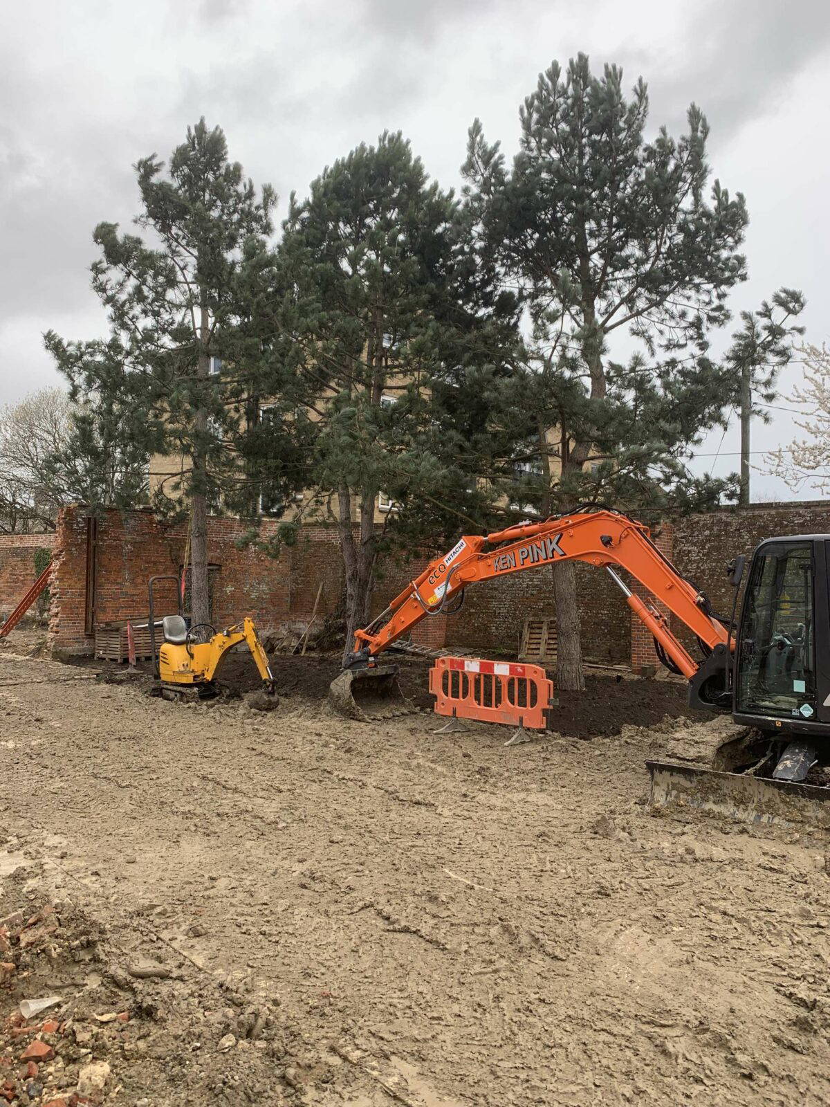 Large Tree Screening Project - Nature First Trees | Semi-Mature Trees