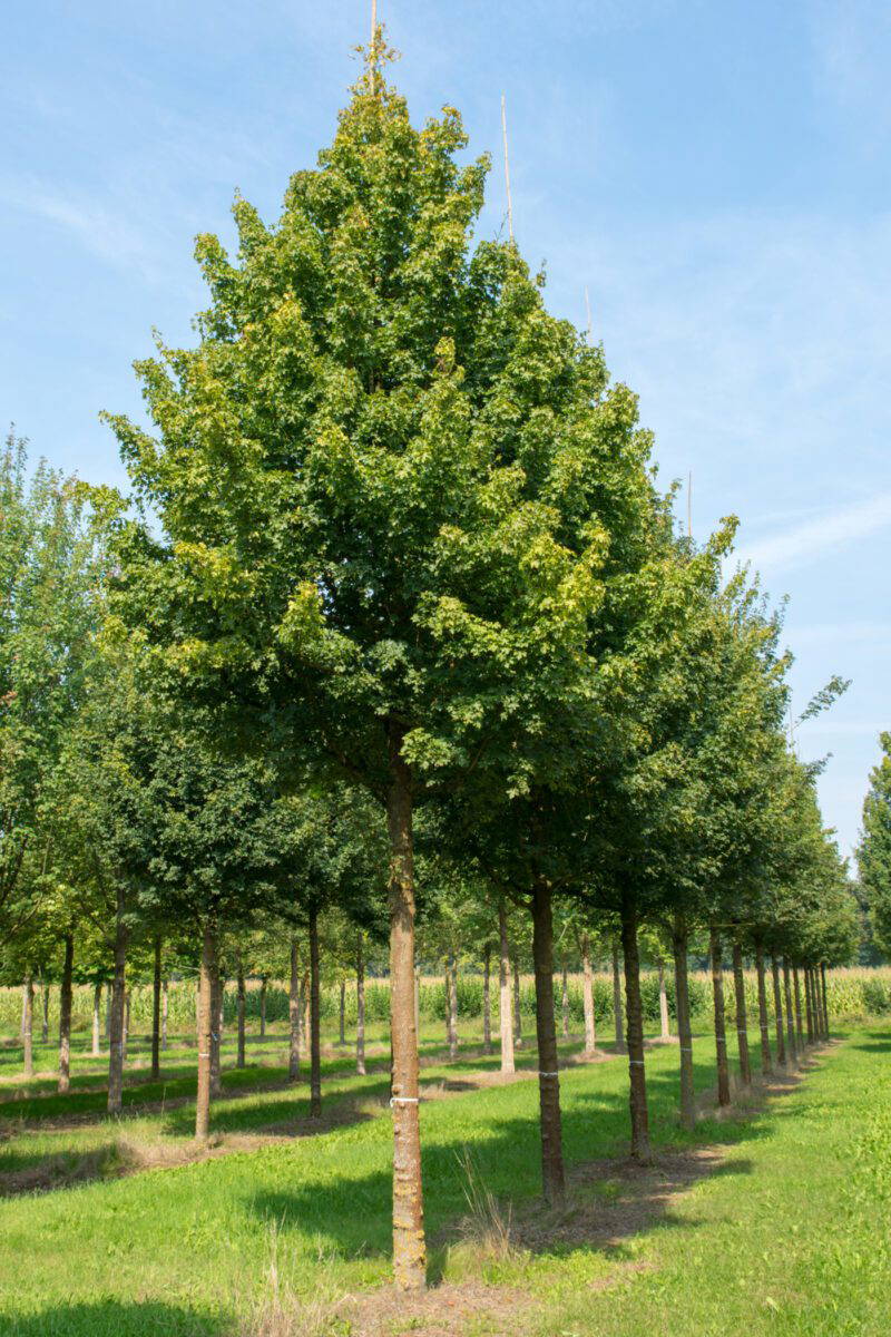 Tree Supply - Nature First Trees | Semi-Mature Trees