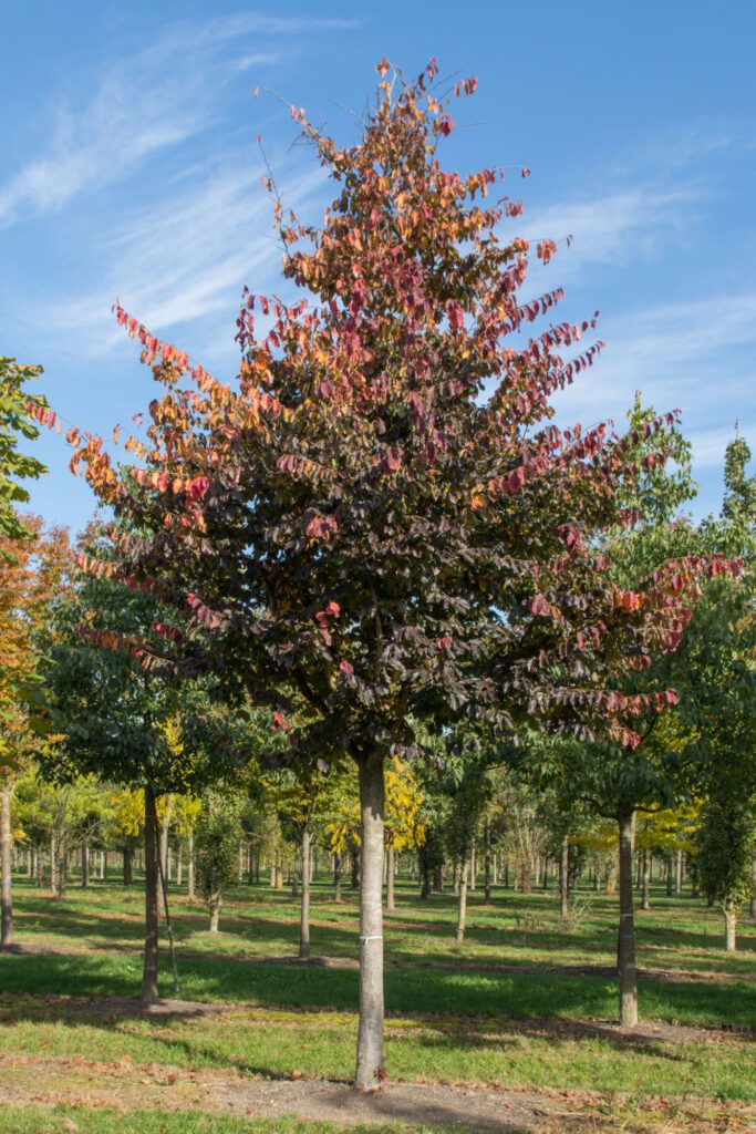 Parrotia persica | Persian Ironwood