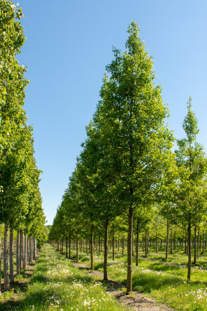 Pyrus calleryana 'Chanticleer' | Ornamental Pear