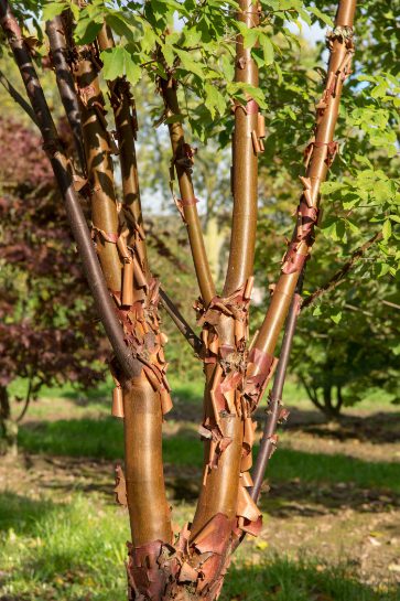 Acer griseum | Paperbark Maple