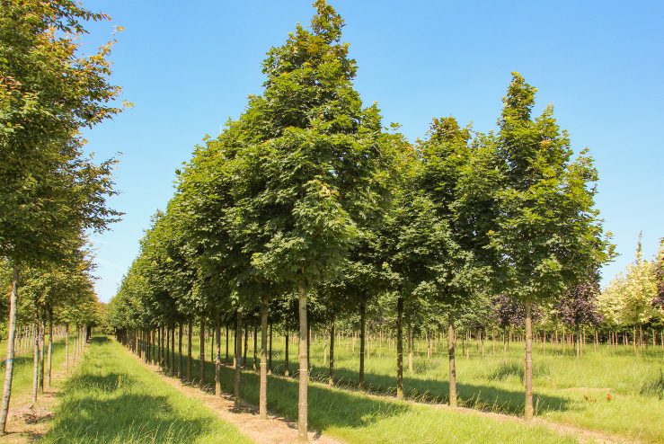 Acer platanoides | Norway Maple