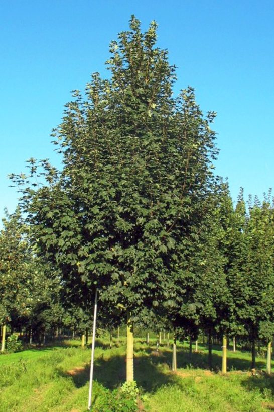 Acer pseudoplatanus | Sycamore