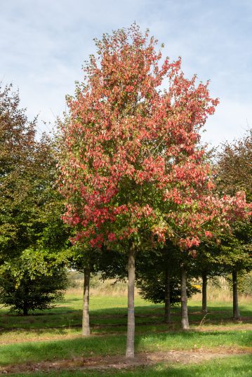 Acer rubrum | Red Maple