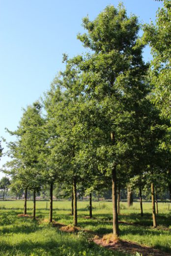 Alnus cordata | Italian Alder