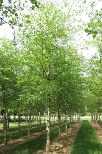 Betula nigra | River Birch