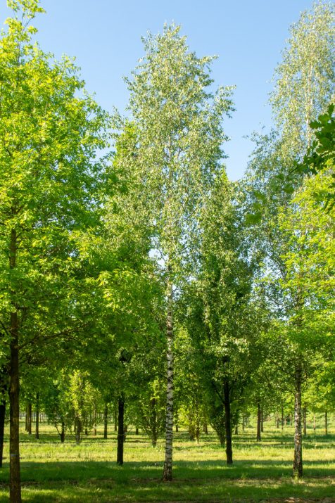 Betula pendula | Silver Birch