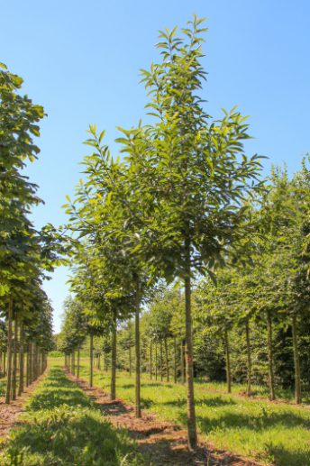 Castanea sativa | Sweet Chestnut