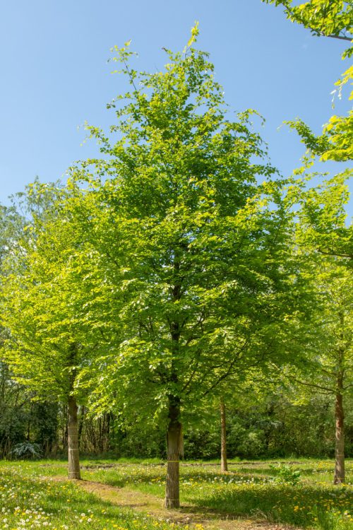 Fagus sylvatica | Common Beech