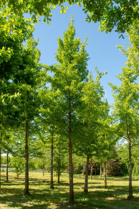 Ginkgo biloba | Maidenhair Tree