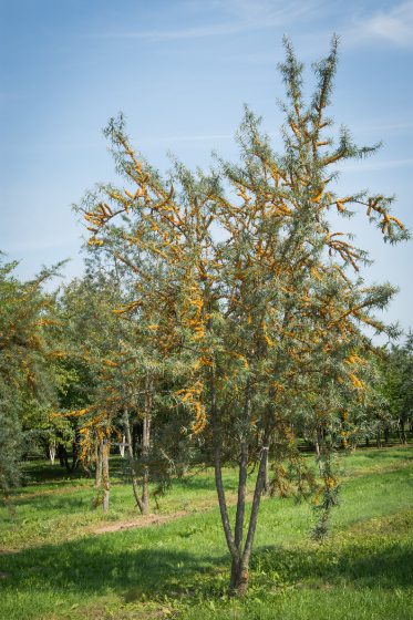 Hippophae rhamnoides | Sea Buckthorn