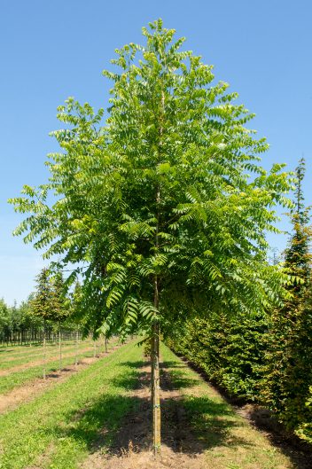 Juglans nigra | Black Walnut