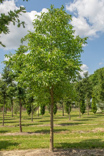 Juglans regia | Common Walnut | English Walnut