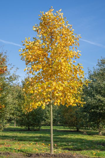 Liriodendron tulipifera | Tulip Tree