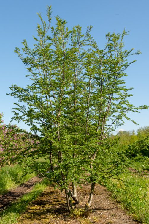 Nothofagus antarctica | Antarctic  Beech