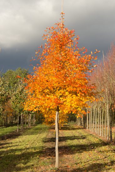 Nyssa sylvatica | Black Gum Tree | Tupelo