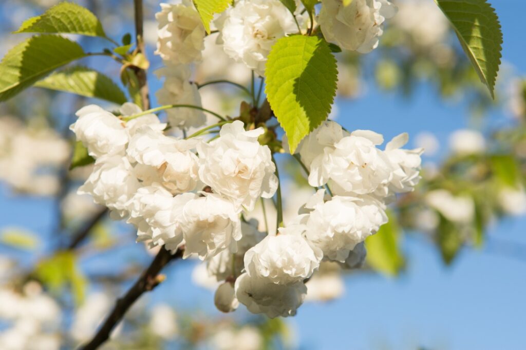 Prunus avium 'Plena' | Double flowered White Cherry