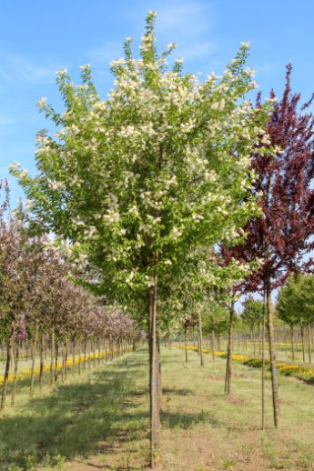 Prunus maackii 'Amber Beauty' | Manchurian Cherry