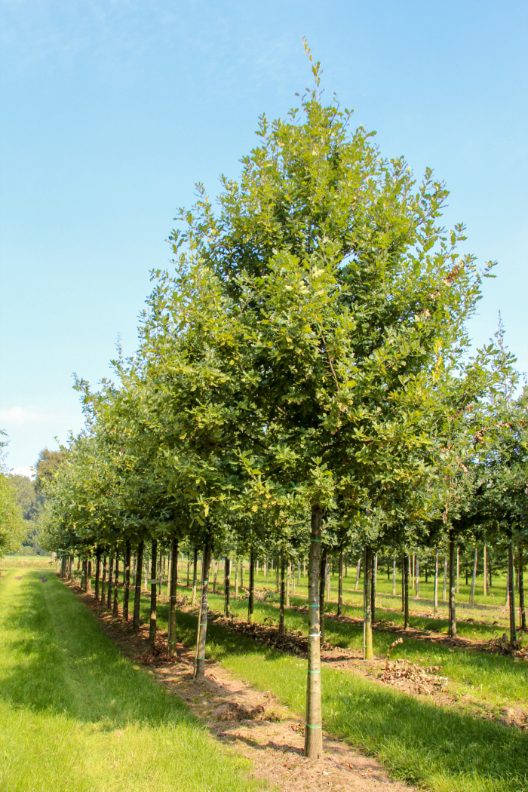 Quercus robur | English Oak