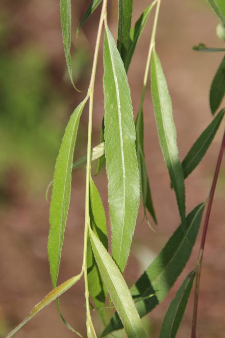 Salix x sepulcralis 'Chrysocoma' | Golden Weeping Willow