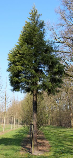 Sequoiadendron giganteum | Giant Redwood | Wellingtonia