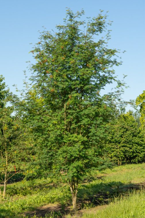 Sorbus aucuparia | Mountain Ash | Rowan