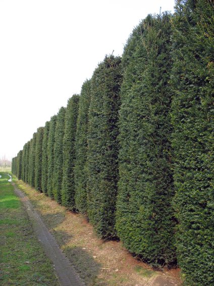 Taxus baccata | English Yew | Common Yew