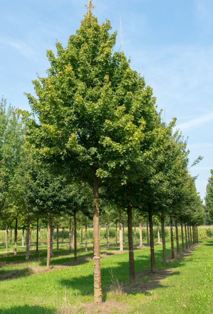 Semi-Mature Tree Supply