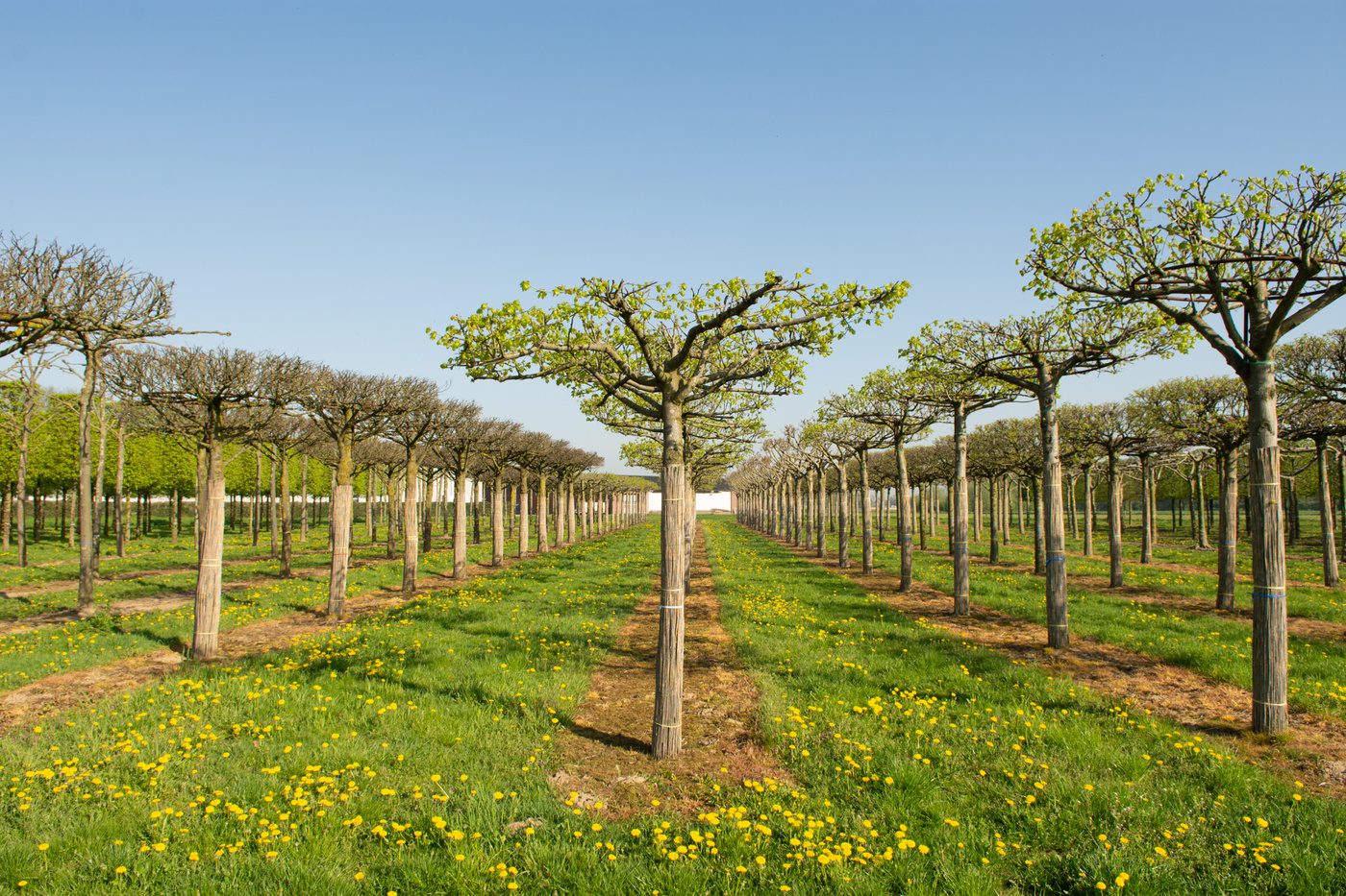 Semi-Mature Tree Supply