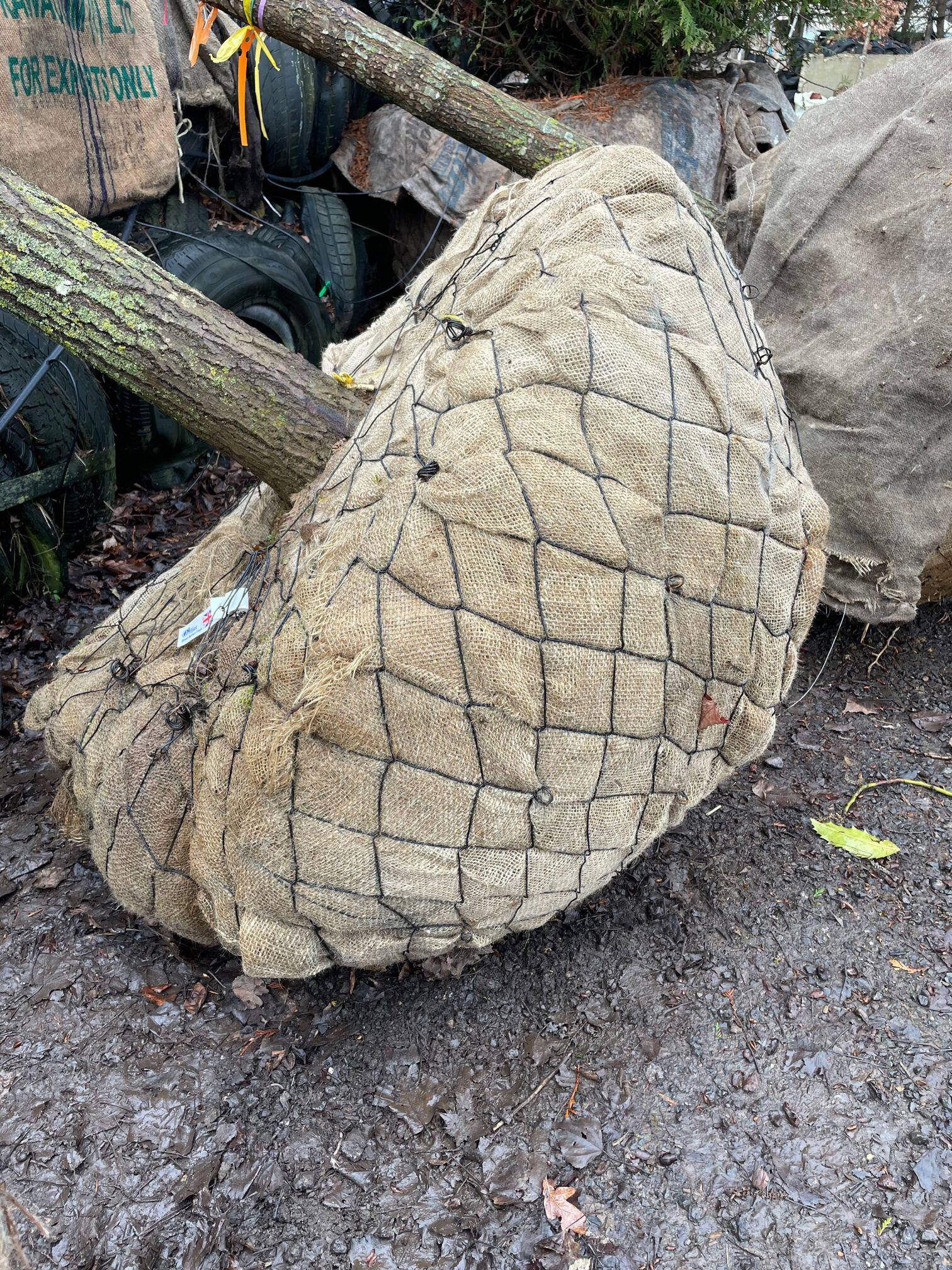 Semi-Mature Tree Supply