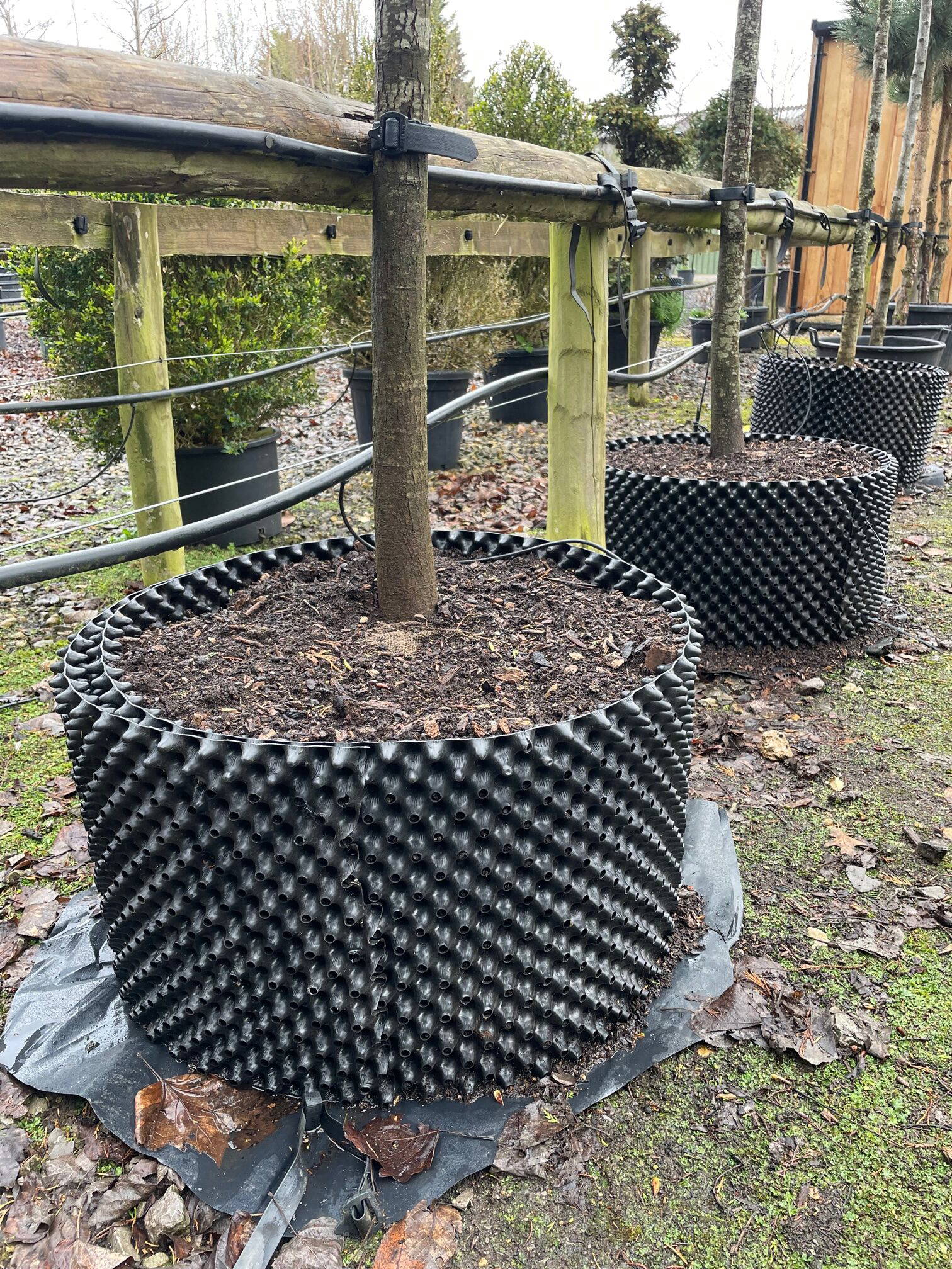 Semi-Mature Tree Supply