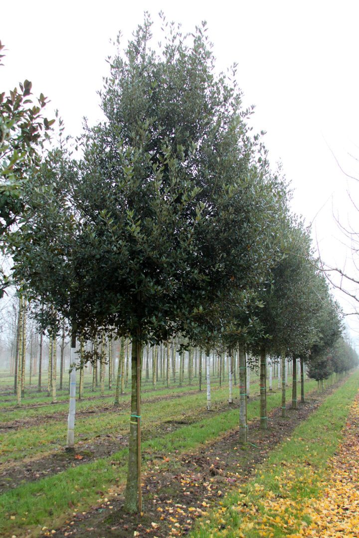 Semi-Mature Tree Supply